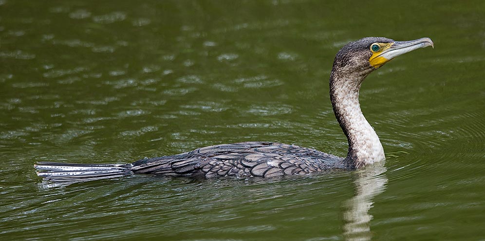 White-breasted Cormorant